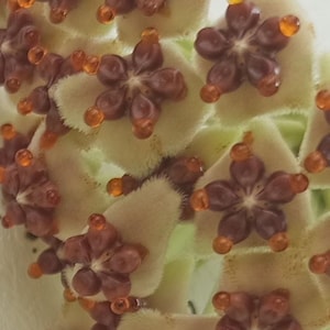 Hoya Kerry Splash from 100 cm. Long / Porcelain flowers, plant, or a heart leaf