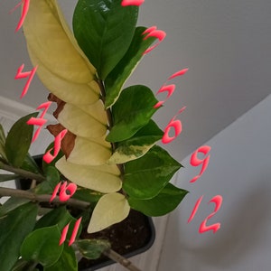 ZZ Zamioculcas Variegata, junge Pflanzen, Blätter frisch geschnitten nach Bestellung Bild 7