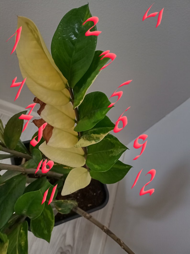 ZZ Zamioculcas Variegata, junge Pflanzen, Blätter frisch geschnitten nach Bestellung Bild 7