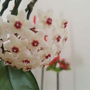 Hoya Carnosa Splash/Freckles/Porzellan Blumen, Plant , Ableger mit 2 Blatt mit und ohne Wurzeln