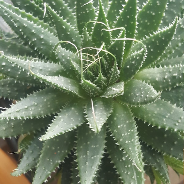 Aloe Aristata , kleine Pflanze, mit Wurzeln