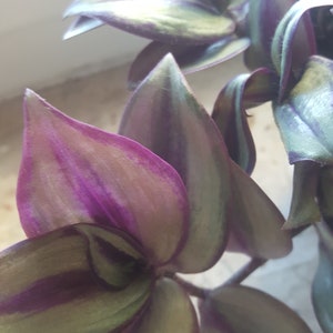 Zebrina Variegata - Ampelkraut Tradescantia, 5 stekken vers op bestelling gesneden vanaf 15 cm met warmtepakket