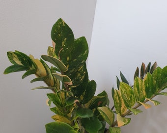 ZZ Zamioculcas Variegata, junge Pflanzen, Blätter frisch geschnitten nach Bestellung