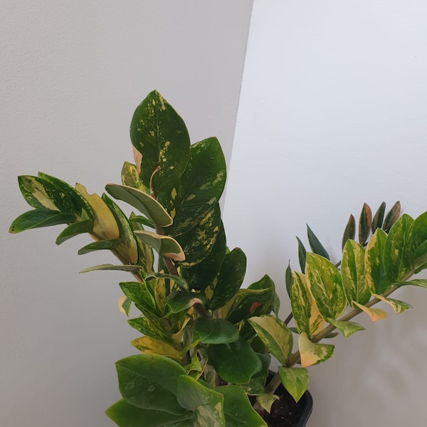 ZZ Zamioculcas Variegata, jeunes plants, feuilles fraîchement coupées sur commande