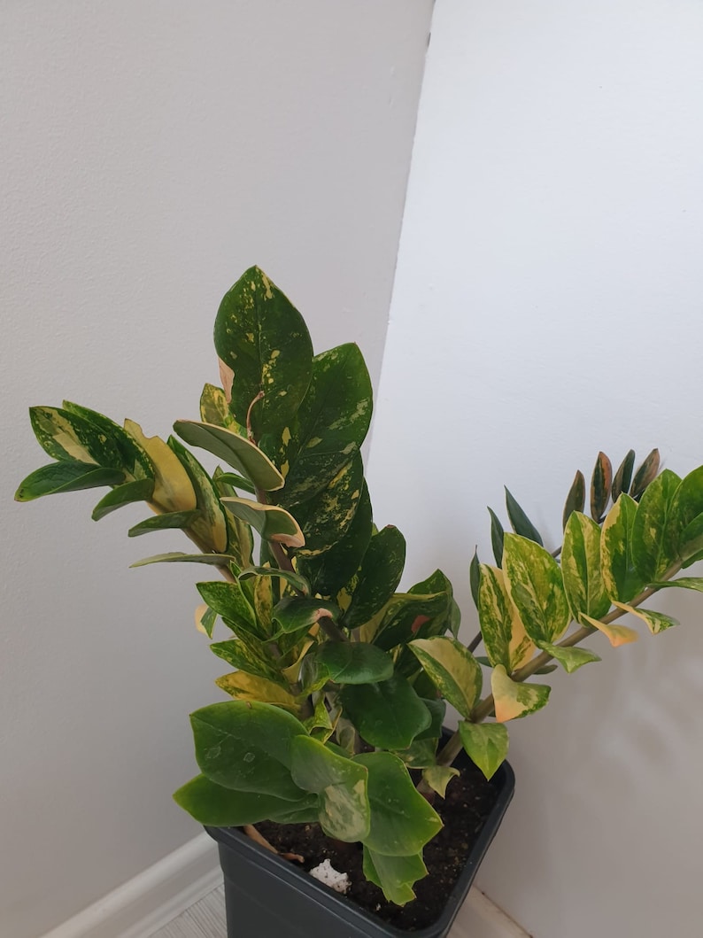 ZZ Zamioculcas Variegata, junge Pflanzen, Blätter frisch geschnitten nach Bestellung Bild 1