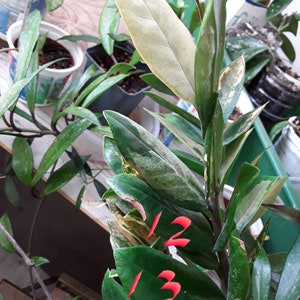 ZZ Zamioculcas Variegata, junge Pflanzen, Blätter frisch geschnitten nach Bestellung Bild 4