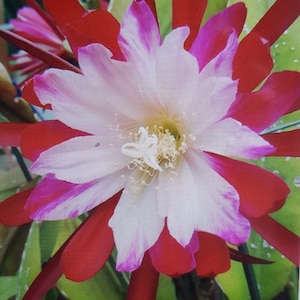 Epiphyllum Clown,Flamingo,Bettina, Pegasus,Coreal Dance,French Gold,Dawn,King Midas,William C.Clark., Robbins & Roffles Steklinge