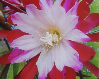 Epiphyllum Clown,Flamingo,Bettina, Pegasus,Coreal Dance,French Gold,Morgenröte,King Midas,William C.Clark., Robbins & Roffles Steklinge