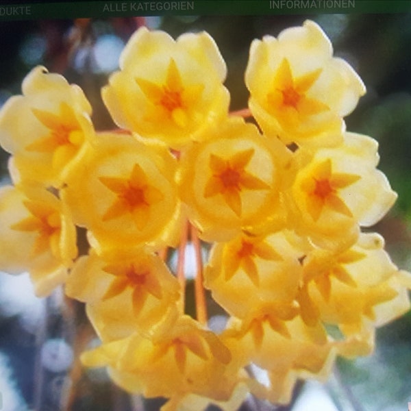 Hoya Blashernaezii , Porzellanblume, Wachsblume, Plant