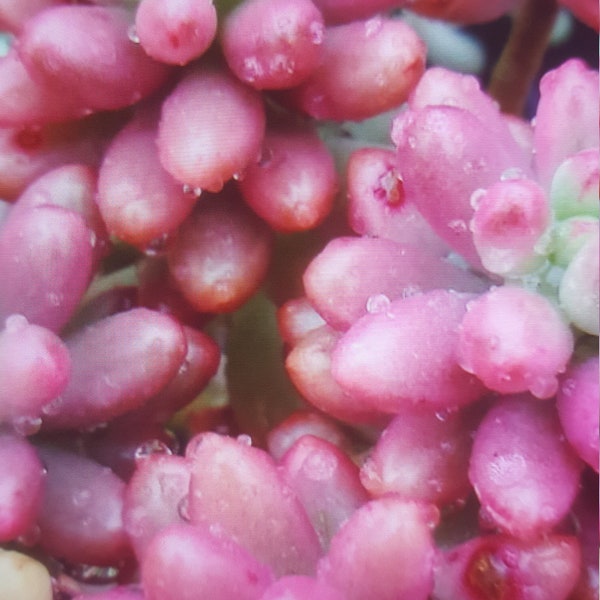 Sedum Rubrotinctum Aurora "Jelly Beans", stekken zonder wortels