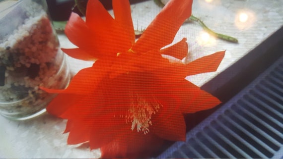 Epiphyllum Blattkaktus Kaktus / Ableger verwurzelt - Etsy.de