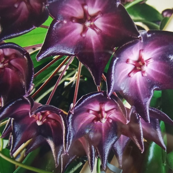 Hoya Macgillivrayi var. Big Dark red flower, Porzellanblume, Wachsblume, Plant