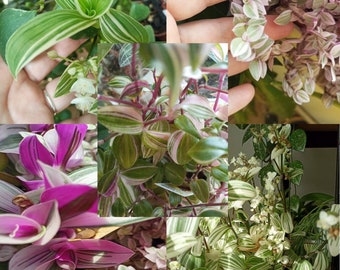 Tradescantia Nanouk, Brightness, White, Quadricolor, Fluminensis, Callisia Rosato Pink Lady, Steckling