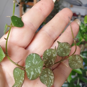 Mini Hoya Curtisii Silver splash, porcelain flowers, cuttings with airy roots