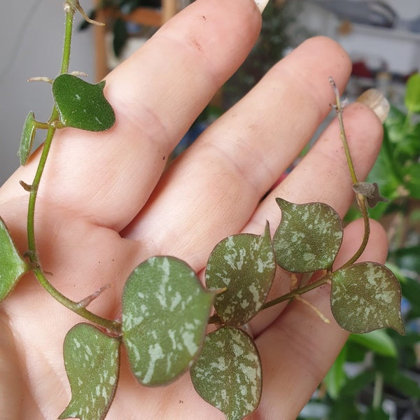 Mini Hoya Curtisii Silver splash, offshoots with airy roots