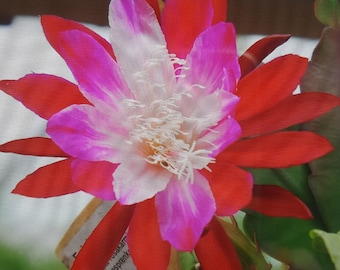 Epiphyllum Hybrid Hodapp,Fred Boutin,Elia Balzio,Hans Mitterer, Ramona Paetz,Masada,Lilly Dache,Castra de Oro,Steklinge frisch geschnitten