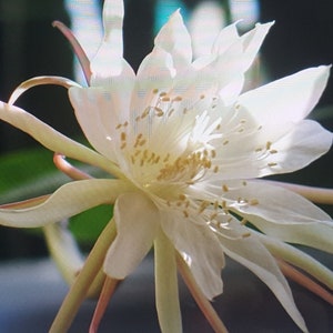 Epiphyllum Pumilum, cutting