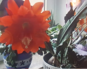 3 Epiphyllum Blattkakteen BIG RED, Ableger frisch geschnitten