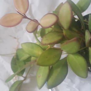 Hoya Rosita/ porseleinen bloemen, planten, stekken vers op bestelling gesneden