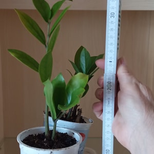 ZZ Zamioculcas Variegata, junge Pflanzen, Blätter frisch geschnitten nach Bestellung junge Pflanze 2