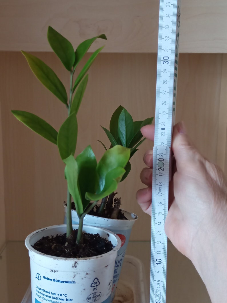 ZZ Zamioculcas Variegata, junge Pflanzen, Blätter frisch geschnitten nach Bestellung junge Pflanze 2
