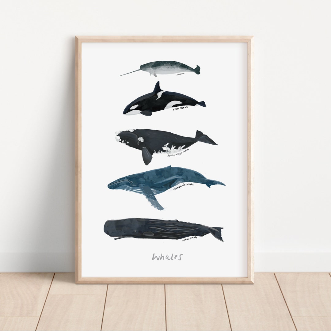 Whale Print, Whale Identification Chart, Ocean Poster, Nursery Poster