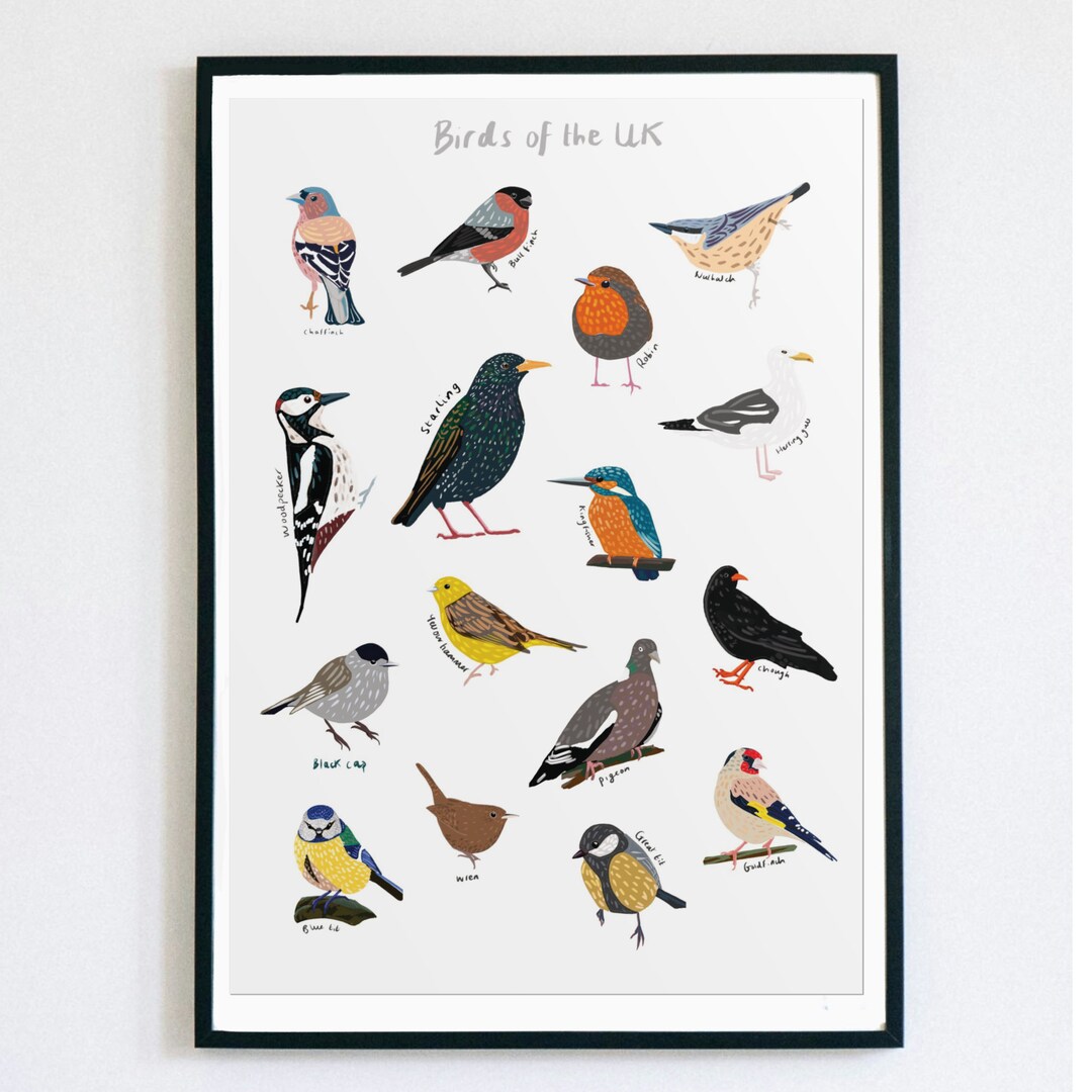 British Garden Birds, Bird Identification Chart, UK Birds, Bird Poster ...