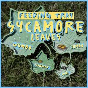 Sycamore Leaf Feeding Trays Nature Inspired For Insects & Small Animals, Isopods, lizards, geckos