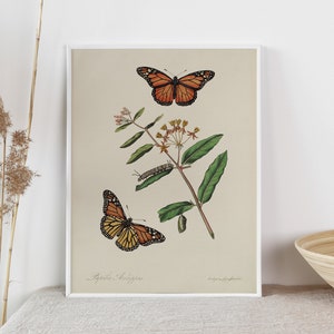 Monarch and Milkweed, Vintage Print from 1797, INSTANT DOWNLOAD