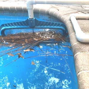 May include: A blue pool skimmer with a white handle, used to remove debris from a swimming pool. The skimmer is full of brown leaves and twigs.