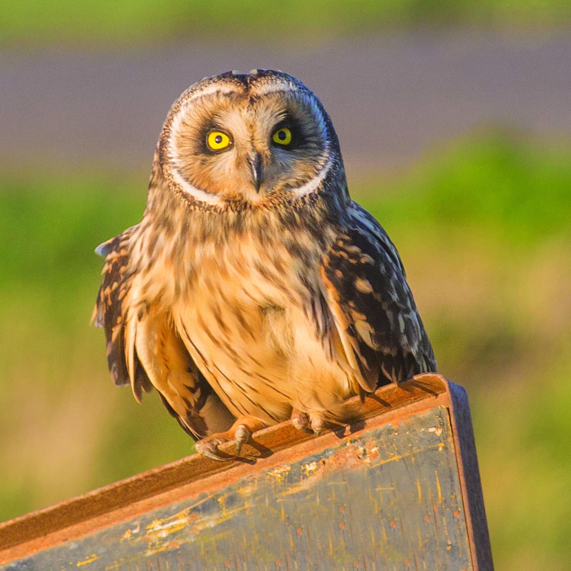 Short-eared Owl Greeting Card | Wildlife Animal Card | Bird Greetings Card | Wildlife Card | Blank C