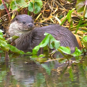 Tarjeta de felicitación de nutria – Fotografía de vida silvestre británica / Tarjeta de felicitación cuadrada / Ideal para amantes de la vida silvestre