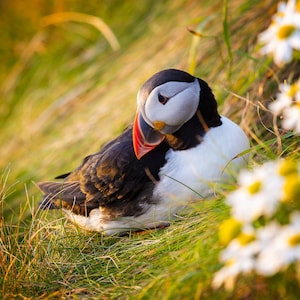 Carte de voeux photo Macareux moine – Fleurs sauvages sur une falaise des Shetland | animal sauvage de Zazzle.be Liste d'envies Vous avez des idées ? de voeux d'oiseau | de la faune sauvage | Carte vierge