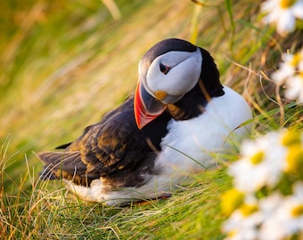 Puffin Photo Greeting Card – Wildflowers on a Shetland Cliff | Wildlife Animal Card | Bird Greetings Card | Wildlife Card | Blank Card