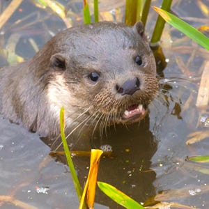 Carte de voeux loutre - Carte photo animalier - Cadeau animal de la rivière British | d'amoureux de la nature | Carte d'animal effrontée | carte d'anniversaire | Amoureux des loutres