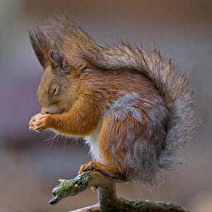 Eichhörnchen Grußkarte – Waldwildwelt | Innen leer | Niedliche Natur-Karte | Danke-Karte | Geburtstagskarte Tier | Besonderer Anlass