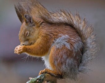Red Squirrel Greeting Card – Woodland Wildlife | Blank Inside | Cute Nature Card | Thank you card | Birthday Animal Card | Special Occasion