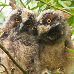 Waldohreule Grußkarte – Originalfotografie | Wildtier Karte | Vogel-Grußkarte | Wildtier Karte | Leere Karte