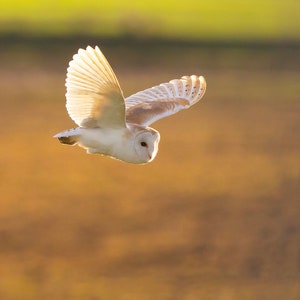 Schleiereule Grußkarte – Gegenlicht Fotografie der Tiere – Geschenk für Naturliebhaber – Waldvogel Karte – Innenseite blanko