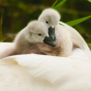 Carte de voeux cygnes sur le dos de maman - photographies animalières de bébés cygnes - cadeau pour amoureux de la nature - carte d'oiseau réconfortante - intérieur vierge
