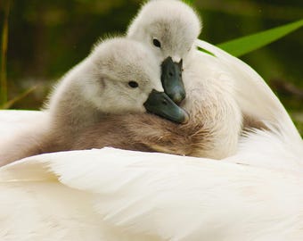 Cygnets on Mum's Back Greeting Card – Baby Swans Wildlife Photography – Nature Lover Gift – Heart-warming Bird Card – Blank Inside