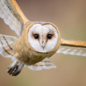 Schleiereule Grußkarte – Eulenfotografie – Wildtierkarte – Vogelbeoachtung Geschenk – Landschaftsnatur Karte – Eulen Kunstdruck Karte