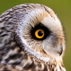 Tarjeta de felicitación de búho campestre: fotografía de vida silvestre, regalo para amantes de las aves, regalo para amantes de la naturaleza, búhos, interior en blanco