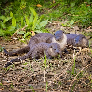 Otter Familienfotokarte Made in the UK | Grußkarte, Blanko Karte, Sea Unier wild, Tier, Natur, Danke, Geburtstagskarte.