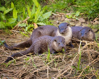 Otter family Photo Card Made in the UK | Greetings Card, Blank Card, Seashore Wildlife, Wild, Animal, Nature, Thank You Card, Birthday Card.