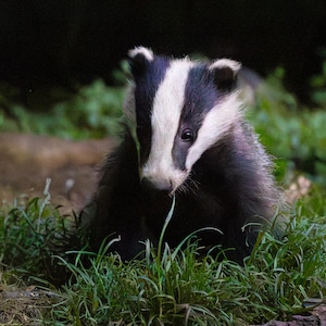 Dachs Grußkarte - Atemberaubende britische Tierfotografie, leere Karte, nachtaktives Wildtier, Tier, Natur, Dankeskarte, Geburtstagskarte.
