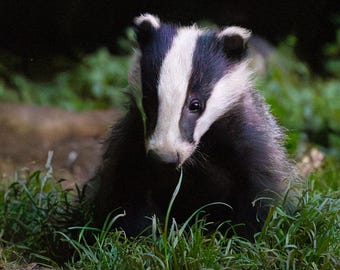 Badger Greeting Card – Stunning British Wildlife Photography, Blank Card, Nocturnal Wildlife, Animal, Nature, Thank You Card, Birthday Card.