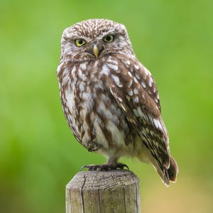 Carte de voeux Chouette chevêche – Photographie d'oiseaux britanniques – Carte animalière pour les amoureux de la nature | Cadeau champêtre | carte d'anniversaire | Occasion spéciale