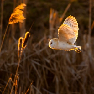 Tarjeta de felicitación de lechuza común – Fotografía de vida silvestre en la hora dorada – Regalo para amantes de la naturaleza – Regalo para amantes de las aves – Interior en blanco