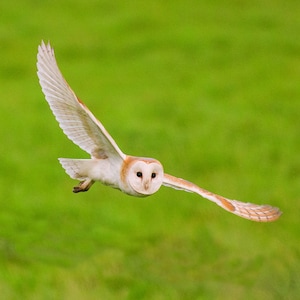 Tarjeta de felicitación de lechuza común en vuelo - Fotografía original de vida silvestre / Tarjeta de animales salvajes / Tarjeta de felicitación de aves / Tarjeta de vida silvestre / Tarjeta en blanco